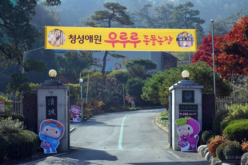 평창 청성애원 우루루동물농장 현황 심층 분석 및 융복합 홍보마케팅 발전 전략